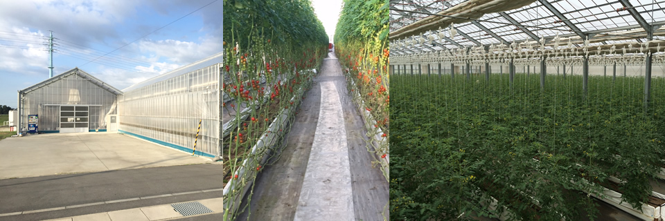 トマトの栽培ハウス
