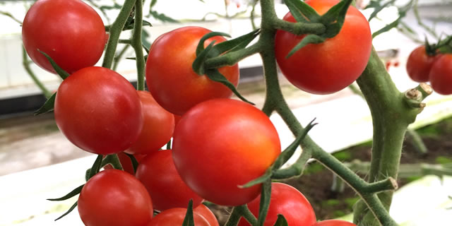 安心、安全への配慮として減農薬で栽培した「トマト」